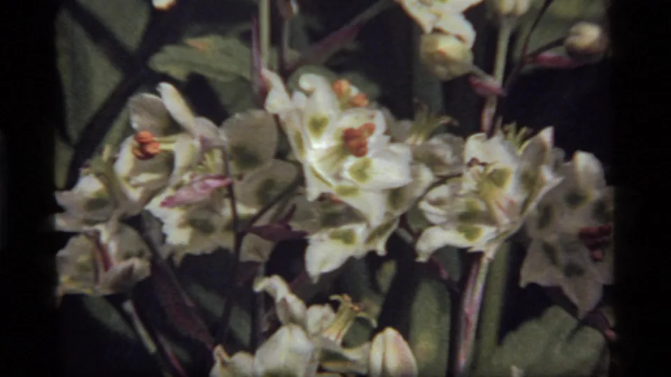 Close 8mm view of white flowers with green markings and reddish stems, supported by the Sapphire Lake, Montana metadata.