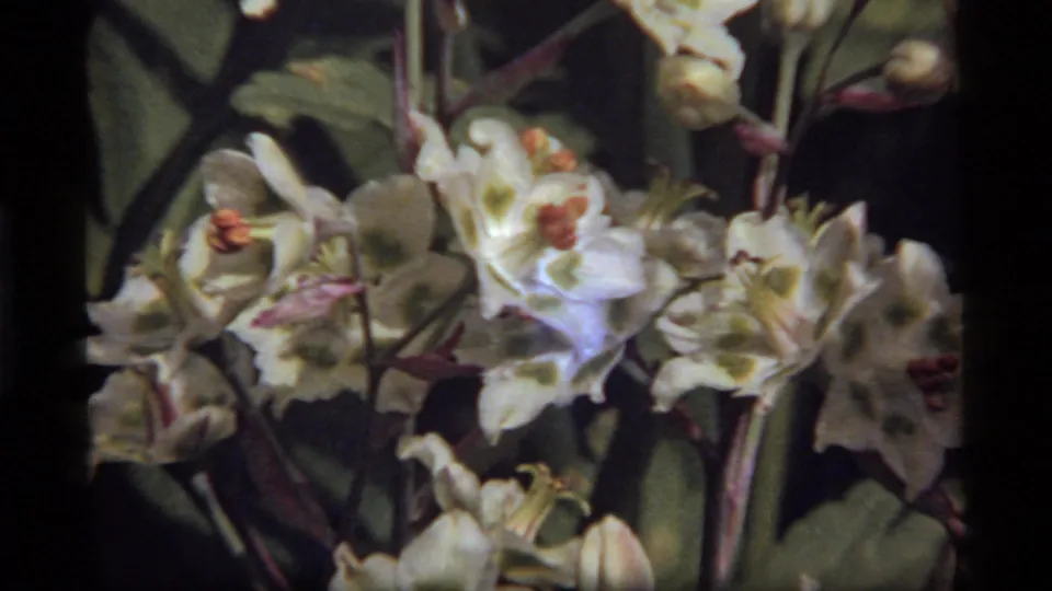 1977 Sapphire Lake home-movie frame showing a dense cluster of white blossoms, buds, leaves, and reddish stems.