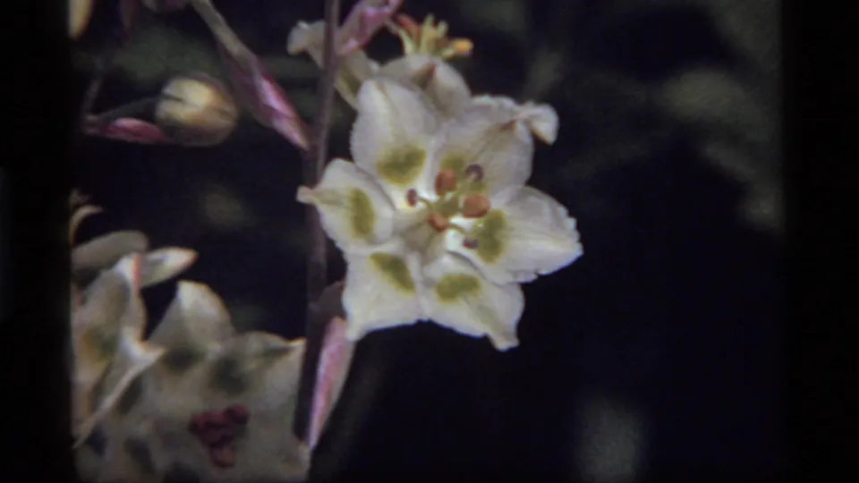 Close 8mm frame from the Montana clip showing one white blossom with green markings, nearby buds, and dark foliage.