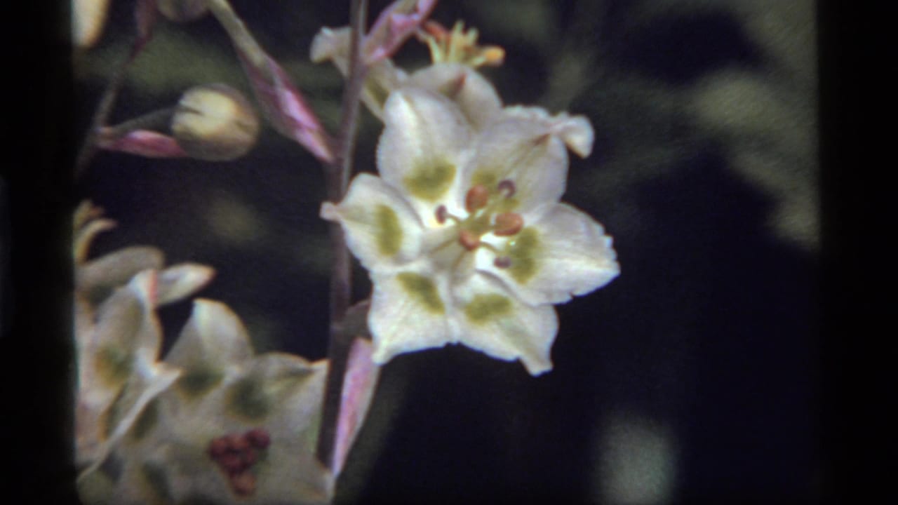 Close 1977 8mm view of a white wildflower at Sapphire Lake, Montana, with green petal markings, reddish stamens, buds, and dark foliage behind it.