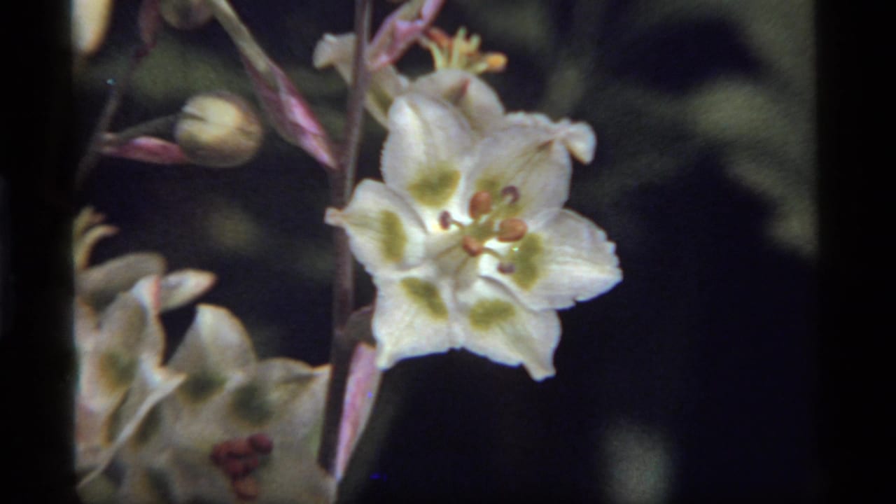 A close 8mm frame from Sapphire Lake, Montana, showing the white wildflower centered near pink stems, unopened buds, and a dark soft-focus background.