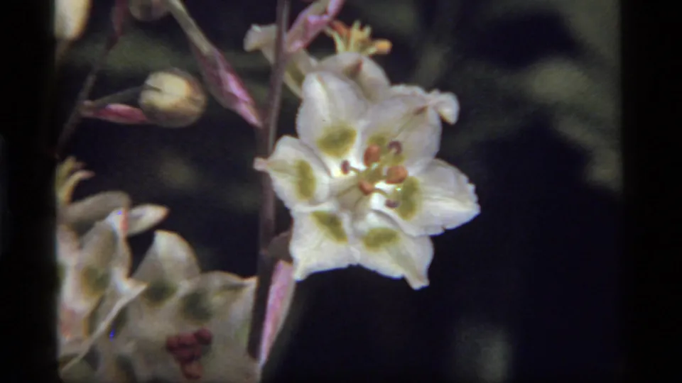 The 1977 home-movie frame shows the wildflower from a slightly shifted angle, with buds, pale neighboring blossoms, and deep blurred greenery.