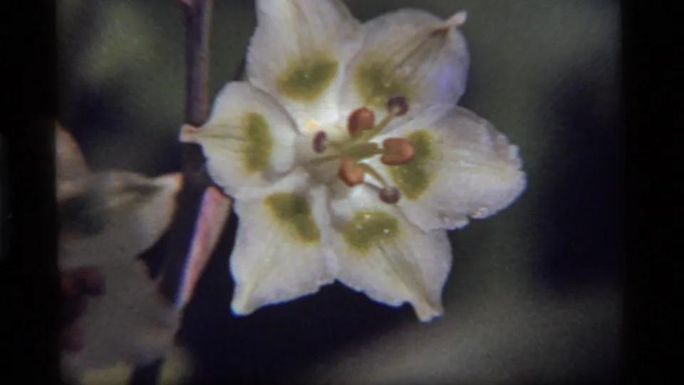 A tighter 8mm close-up from Sapphire Lake, Montana, emphasizes the white petals, green markings, reddish stamens, pink stem, and blurred natural background.