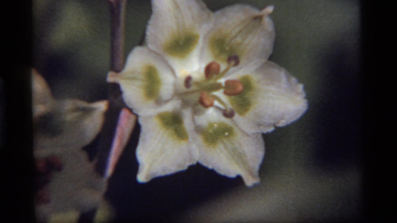 1977 Montana 8mm frame showing a white flower with green throat markings, visible stamens, and soft dark garden foliage.