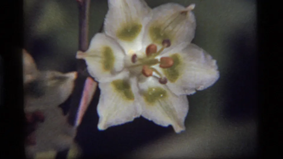 1977 Montana 8mm frame showing a white flower with green throat markings, visible stamens, and soft dark garden foliage.