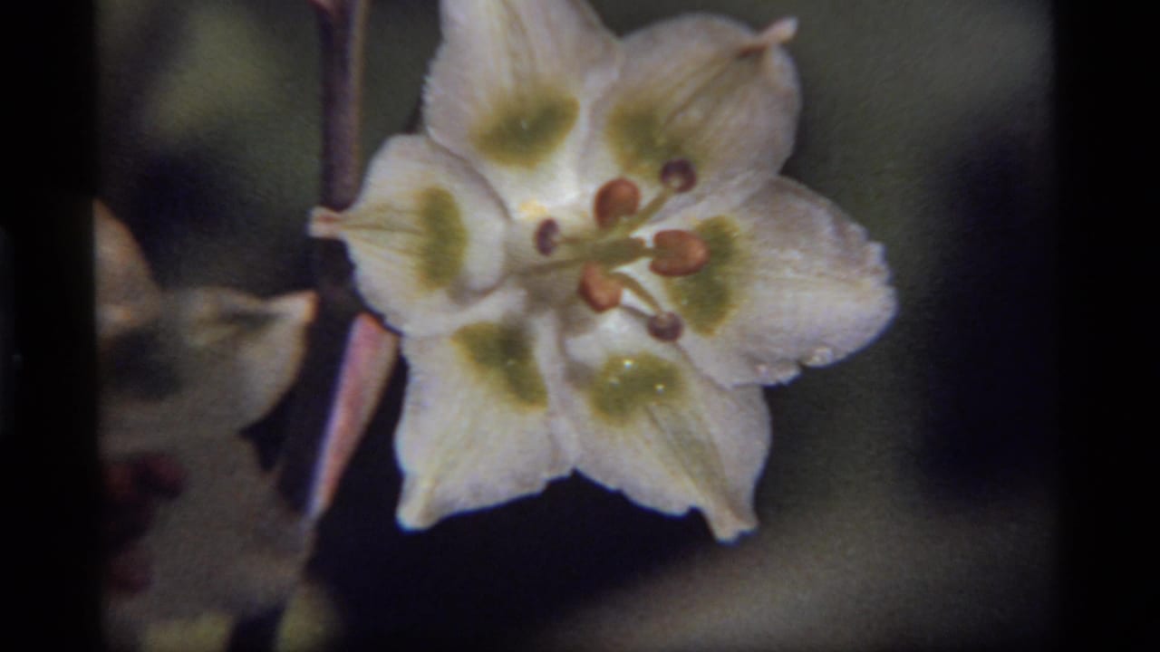 White flower centered near a dark vertical film edge with blurred leaves behind it.
