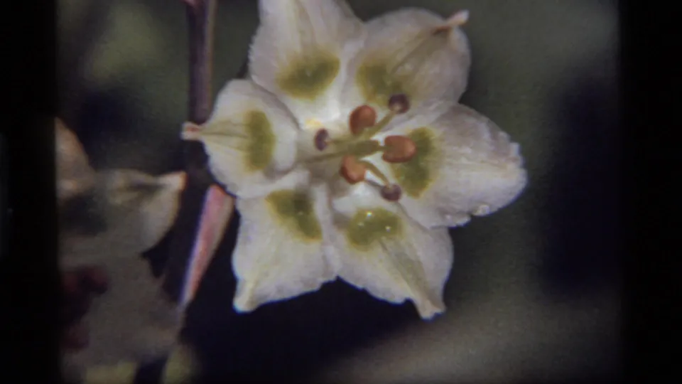 White flower in a soft 8mm close-up, with green petal centers, visible stamens, and dark blurred foliage in the background.