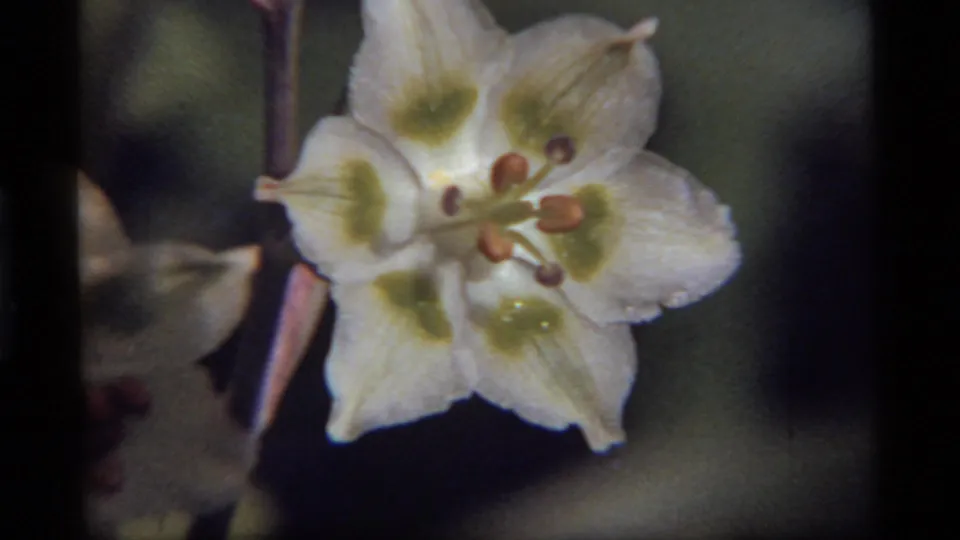 1977 Sapphire Lake home-movie frame of a white flower, green markings, and dim surrounding leaves rendered with soft grain.