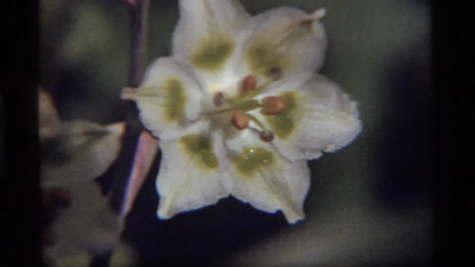 Soft 8mm frame from Sapphire Lake, Montana, showing a white flower with green centers and orange-brown stamens in a dark garden setting.