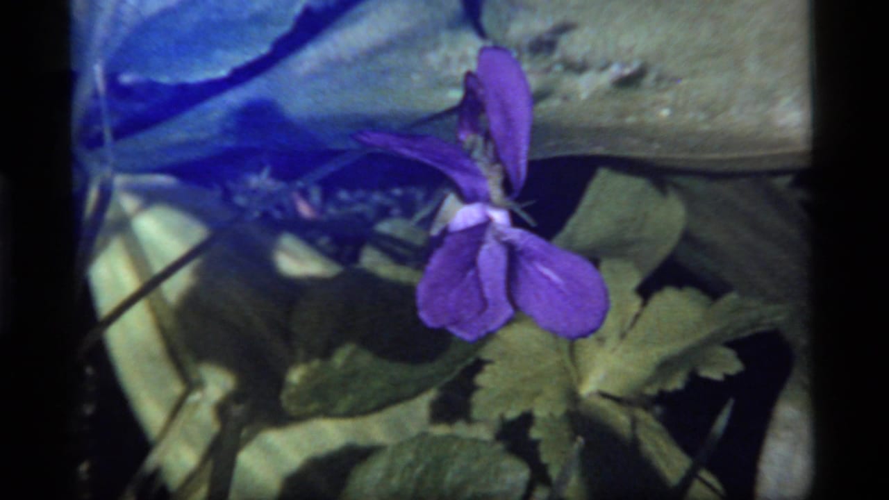 Close 8mm frame of a purple violet in green foliage at Sapphire Lake, Montana, from metadata-dated 1977 footage.