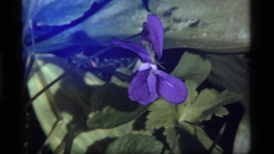 Close 8mm frame of a purple violet in green foliage at Sapphire Lake, Montana, from metadata-dated 1977 footage.