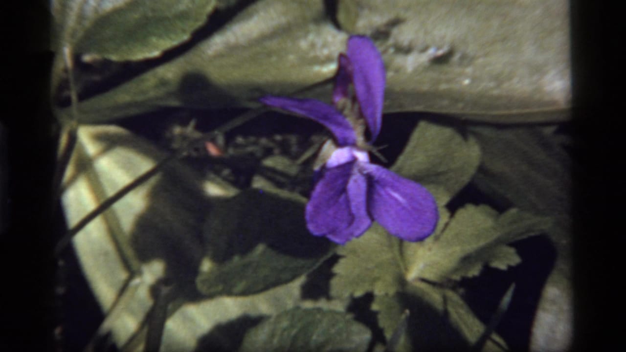 Purple flower and green foliage with sunlight and shadow across the leaves.