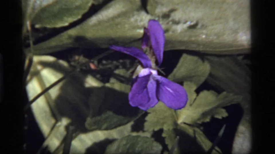 Metadata-supported 1977 Montana 8mm close-up of a purple violet surrounded by green leaves and dark shadows.