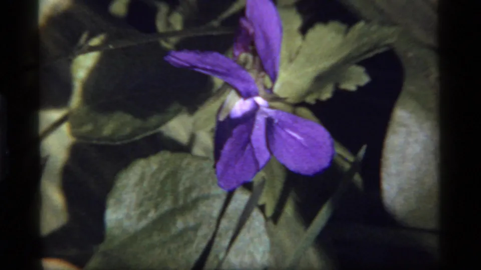 Tight close 8mm view of a purple violet and surrounding foliage, supported by metadata as Sapphire Lake, Montana, 1977.