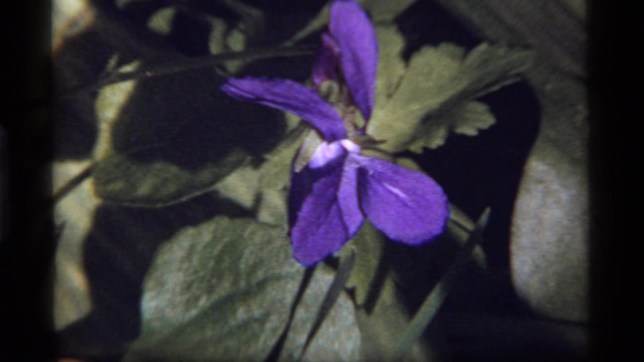 Close-up 1977 8mm frame from Sapphire Lake, Montana showing a purple violet surrounded by green leaves and shadowed foliage.