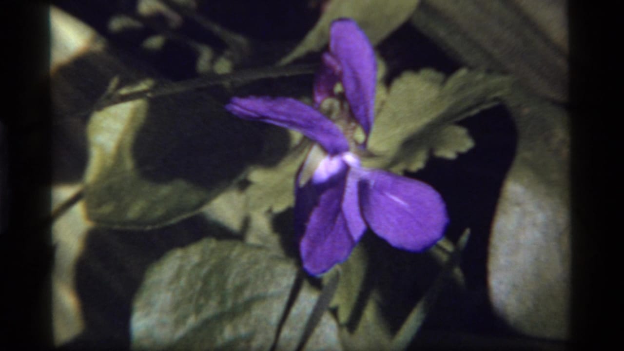 Purple violet flower leaning over green leaves in garden shade.