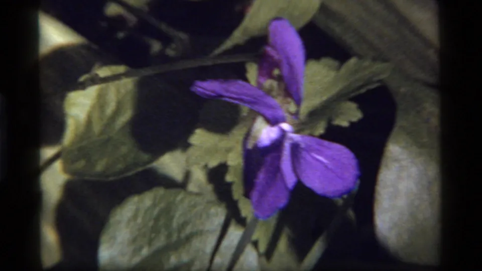 Close-up of the purple violet and surrounding leaves, likely moving in wind, from the 1977 Sapphire Lake, Montana home-movie clip.