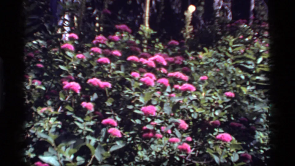 Wider 1977 Sapphire Lake, Montana garden view with clusters of pink flowers among dense green foliage and darker trunks behind.