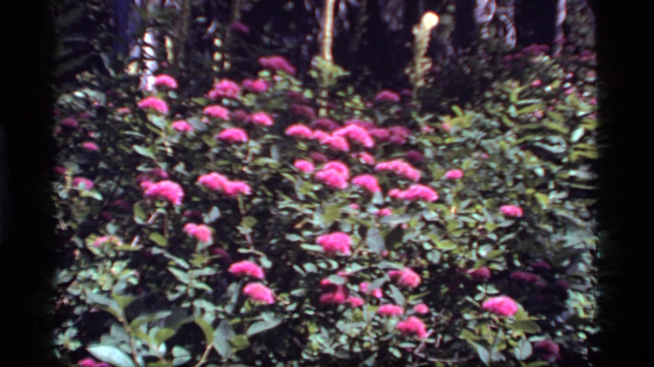 1977 8mm frame from Sapphire Lake, Montana, showing pink blossoms scattered through dense green foliage in a shaded forest setting.