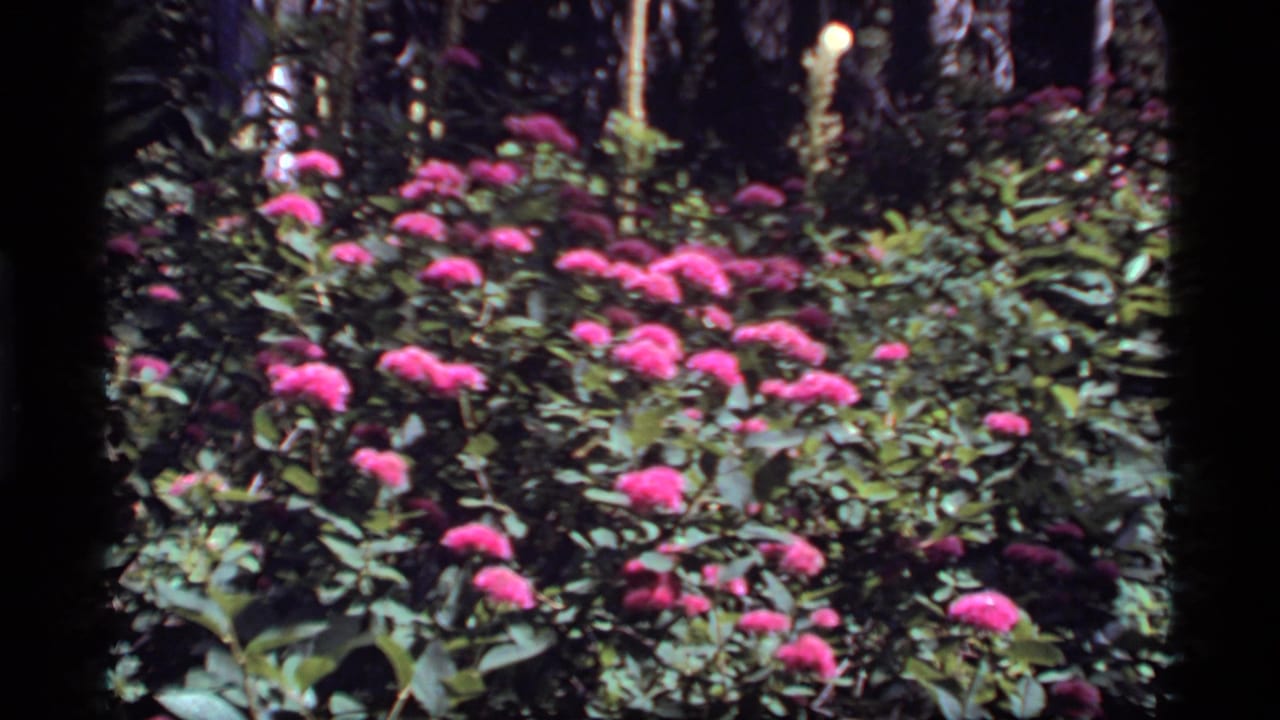 Dense green plants with bright pink flower clusters in filtered sunlight.