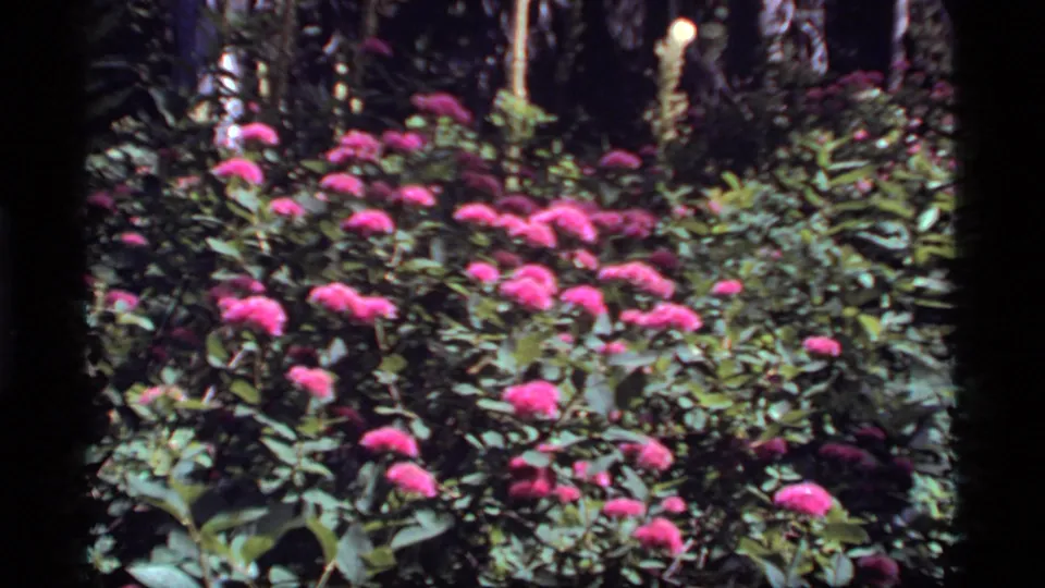 A 1977 Sapphire Lake, Montana home-movie frame shows bright pink flower clusters against dense leaves and darker wooded background.