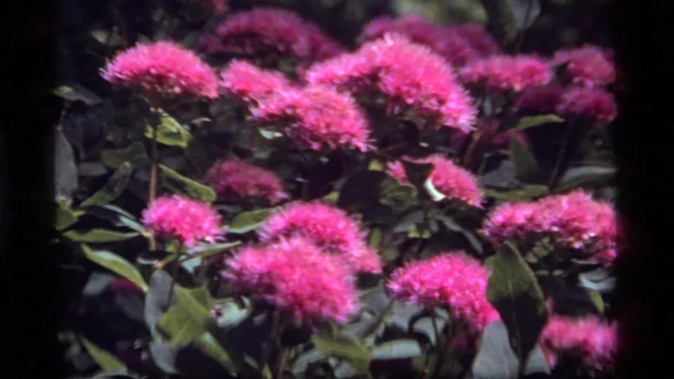 Close 8mm view of pink, fuzzy-looking blossoms with broad leaves, recorded at Sapphire Lake, Montana in the 1977 home-movie footage.