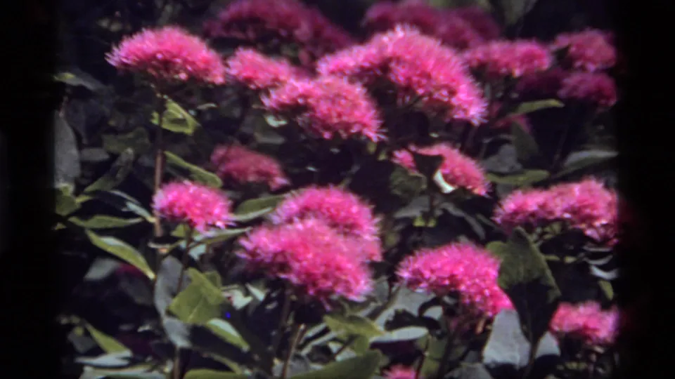 Final 1977 8mm frame shows a close cluster of pink flowers and leaves, with the forest floor or shaded planting area behind them.