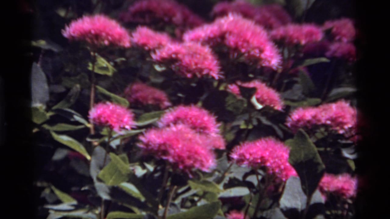 Pink flower blooms and leafy stems appear in close view in 1977 Sapphire Lake, Montana home-movie footage.