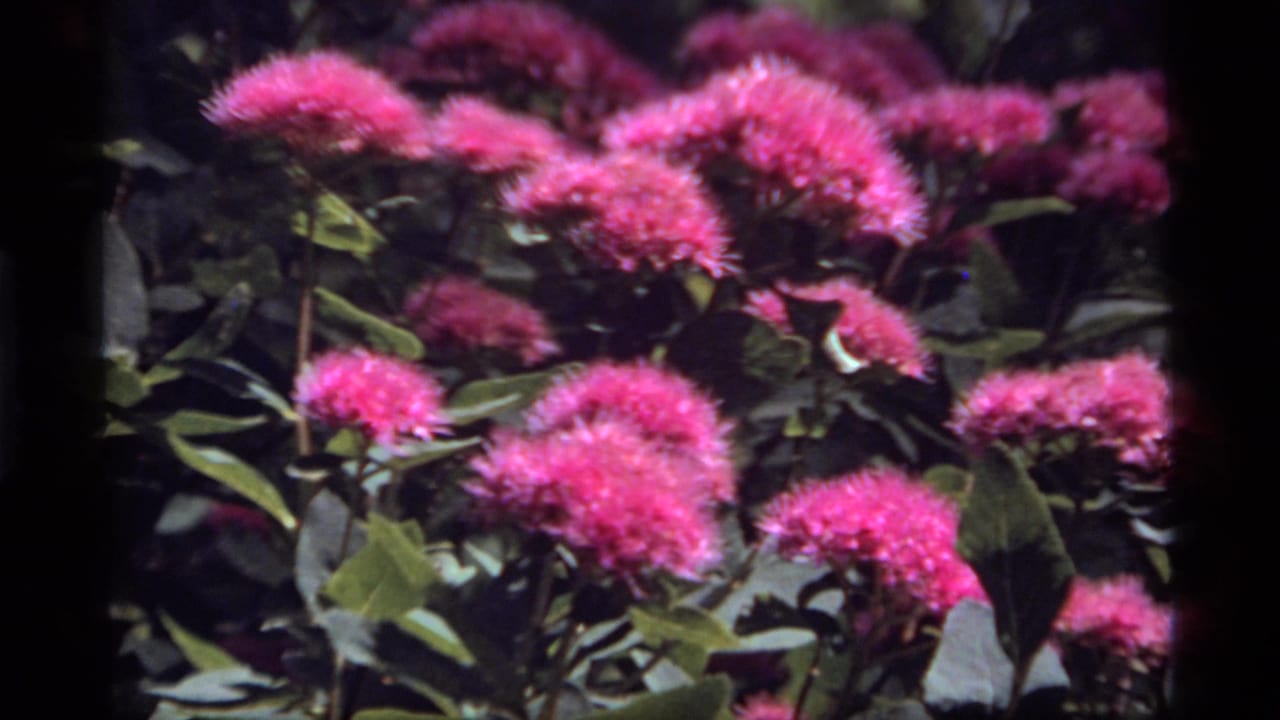 A second close view shows pink flower clusters against dark foliage in the Sapphire Lake, Montana nature sequence.