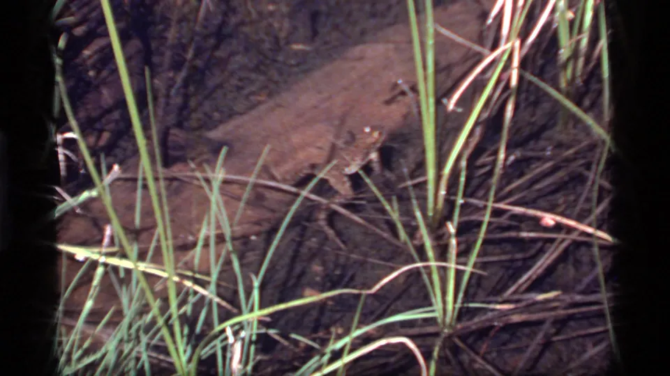 A small frog rests on or beside dark wood amid grass and twigs in the 1977 Sapphire Lake, Montana footage.