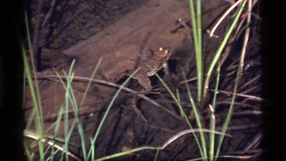 The frog remains beside wood and tall grass, with its head and eye visible in a close 8mm nature frame.
