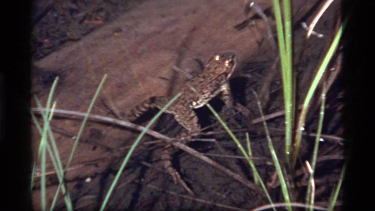 1977 Sapphire Lake 8mm frame showing a mottled frog resting in shallow water beside green reeds and sticks.