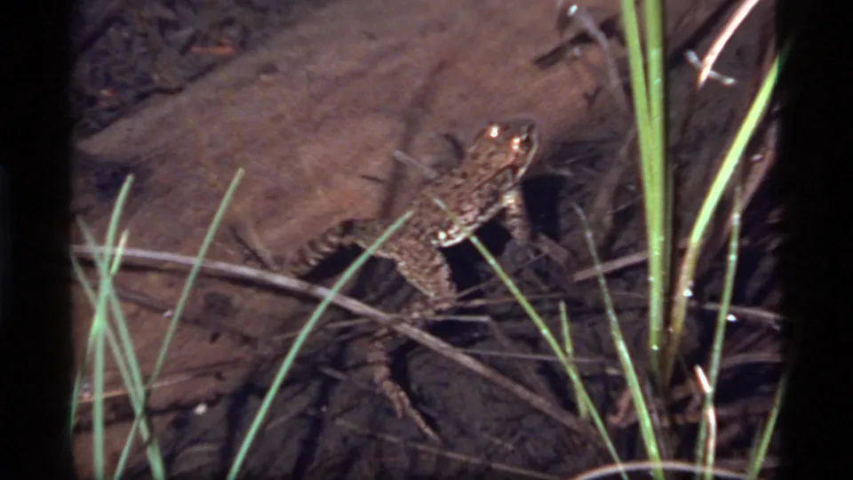 1977 Sapphire Lake 8mm frame showing a mottled frog resting in shallow water beside green reeds and sticks.
