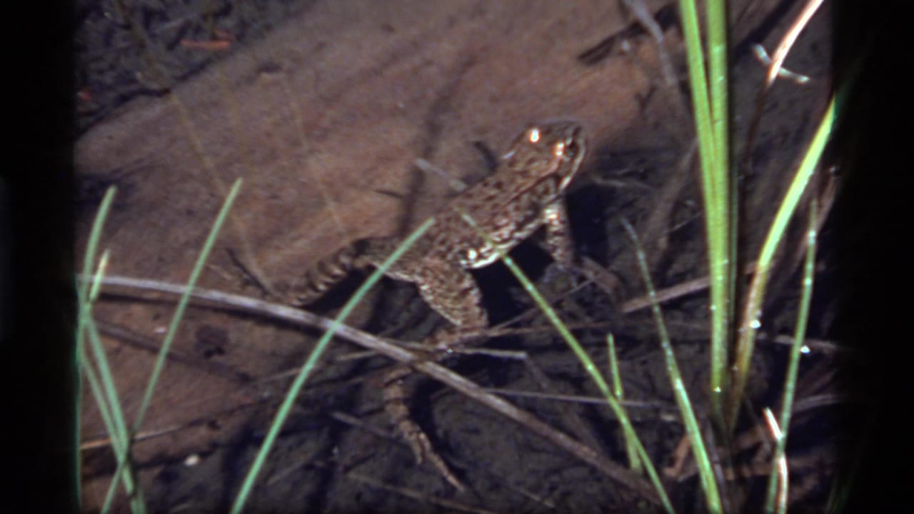 1977 Sapphire Lake 8mm frame with the frog centered near reeds, sticks, and a muddy shallow-water bottom.