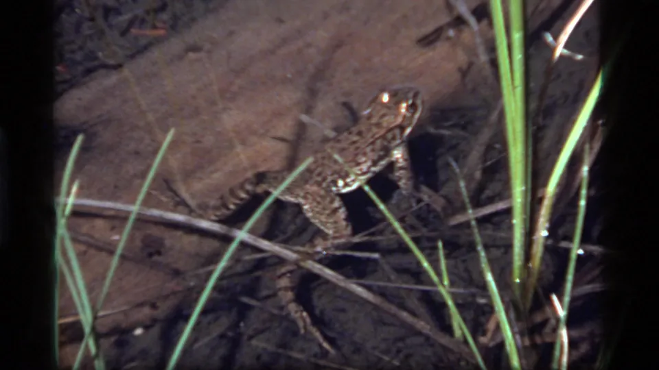 1977 Sapphire Lake 8mm frame with the frog centered near reeds, sticks, and a muddy shallow-water bottom.