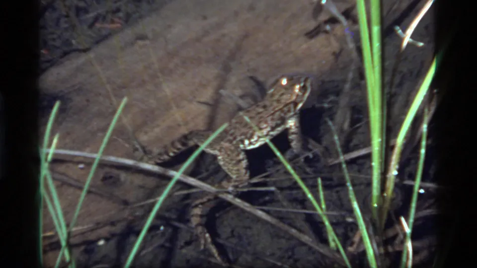 1977 Sapphire Lake 8mm frame showing the frog still among reeds, muddy water, and submerged sticks near the lake edge.