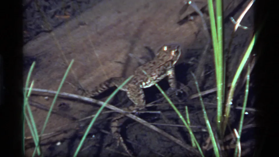 A frog rests among rocks and tall green grass in 1977 Sapphire Lake, Montana 8mm home-movie footage.