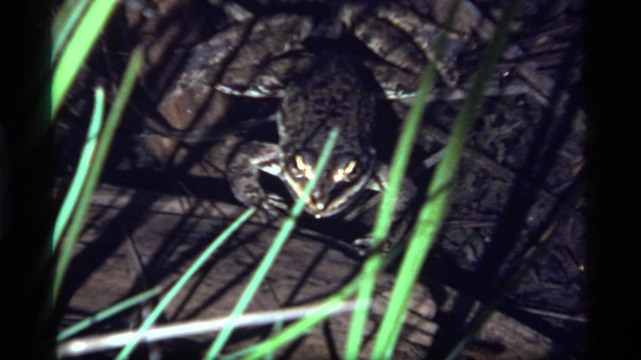 Frog facing camera with bright reflected eyes behind grass.