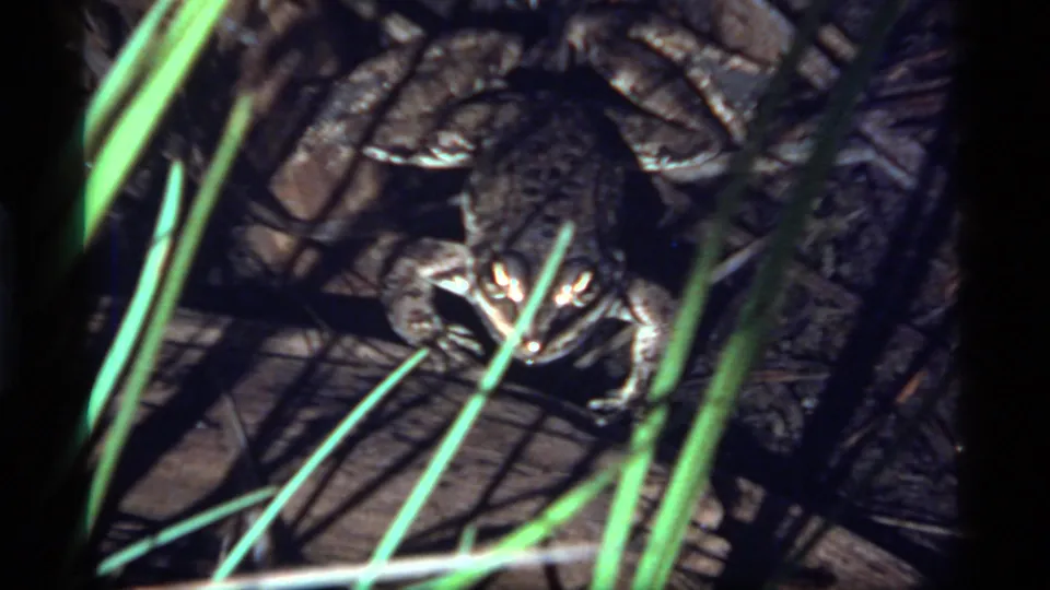 The frog sits low among rocks and ground cover, partly obscured by bright green grass in the 1977 Sapphire Lake footage.