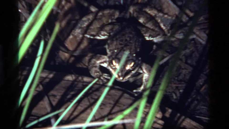 A shadowed close-up shows the frog among rocks and grass, with reflective eyes and small-gauge film grain visible.