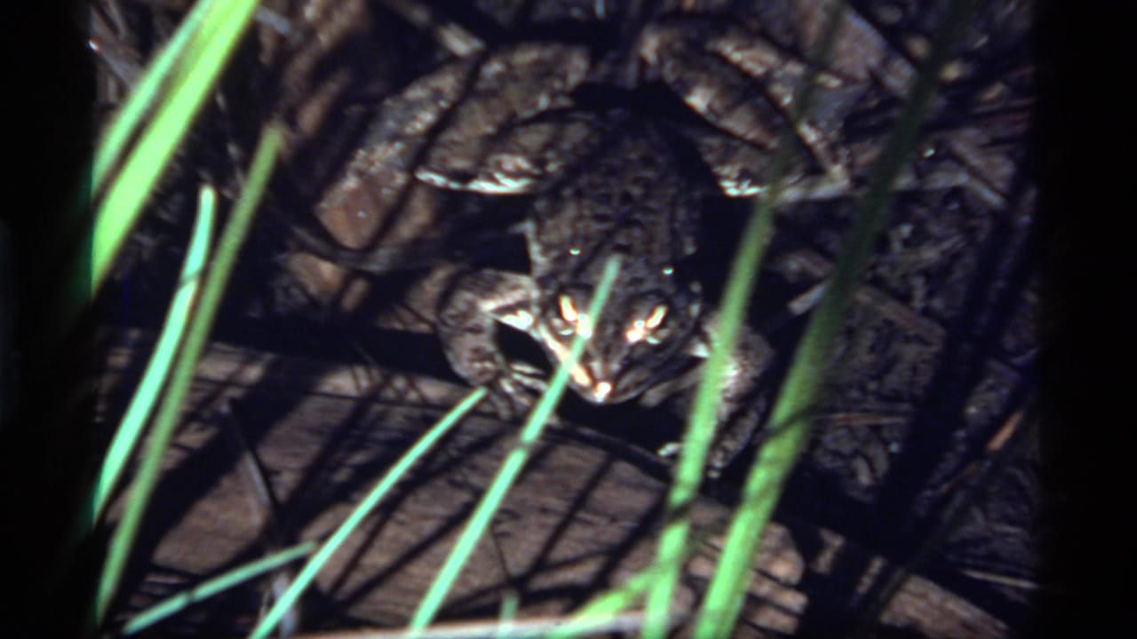 Frog resting in tall grass on the forest floor, from 1977 8mm home-movie footage at Sapphire Lake, Montana.