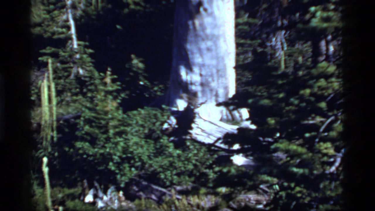 Large pale tree trunk surrounded by evergreen undergrowth in the woods.