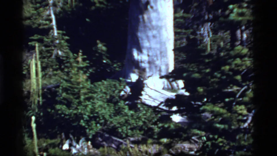 Large tree trunk and dense green undergrowth in wooded Sapphire Lake, Montana footage from 1977.