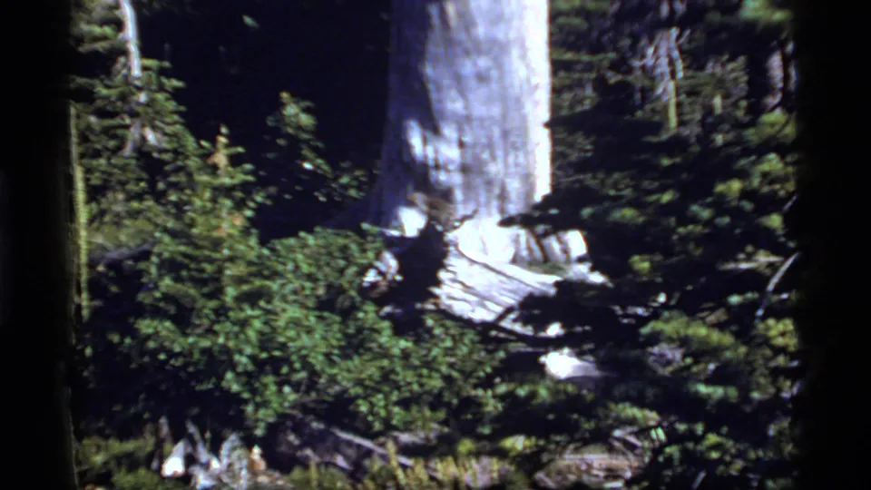 Handheld 1977 8mm view of forest undergrowth and a large trunk near Sapphire Lake, Montana.