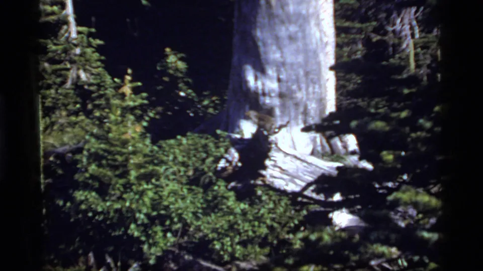 A large pale trunk stands amid moss, shrubs, and fallen wood in 1977 Sapphire Lake, Montana footage.