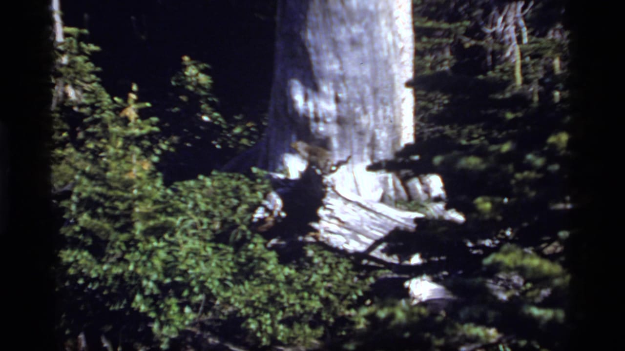 1977 8mm view at Sapphire Lake, Montana, showing a large tree trunk, broken wood, shrubs, and a small animal shape near the base.