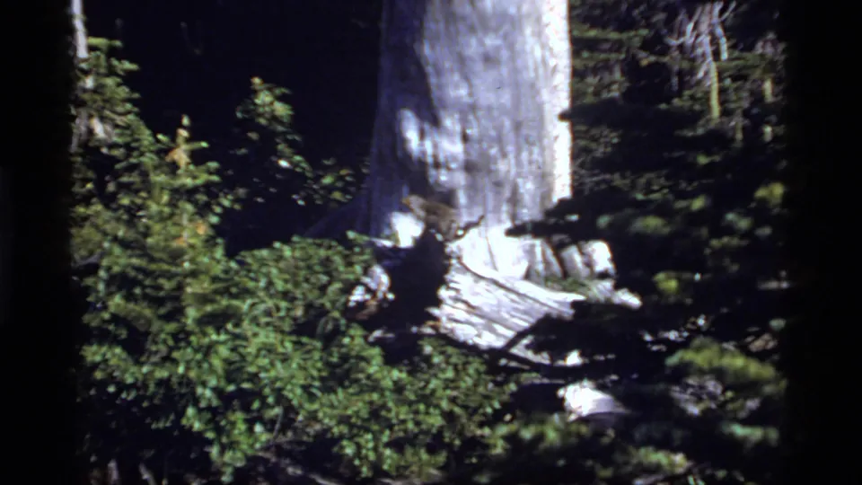 1977 8mm view at Sapphire Lake, Montana, showing a large tree trunk, broken wood, shrubs, and a small animal shape near the base.