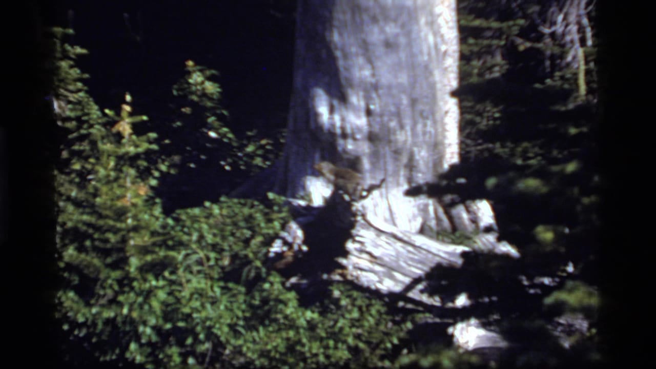 Sapphire Lake 1977 home-movie frame of a tall tree trunk, shadowed forest plants, and weathered wood at the base.