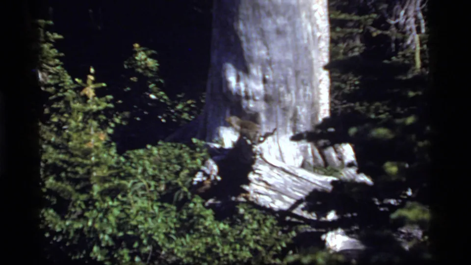 Sapphire Lake 1977 home-movie frame of a tall tree trunk, shadowed forest plants, and weathered wood at the base.