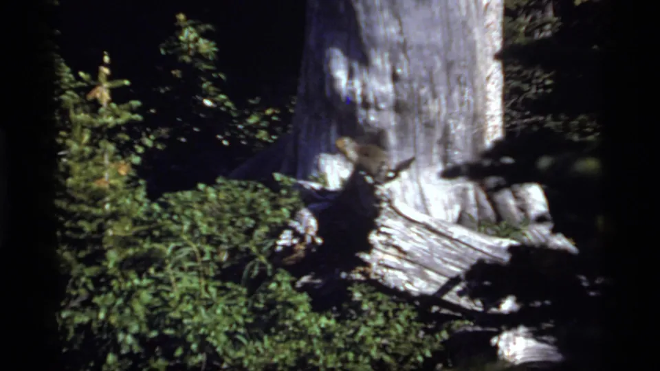 1977 8mm forest frame from Sapphire Lake with a pale trunk, dense shrubs, and weathered wood under dark conifer cover.